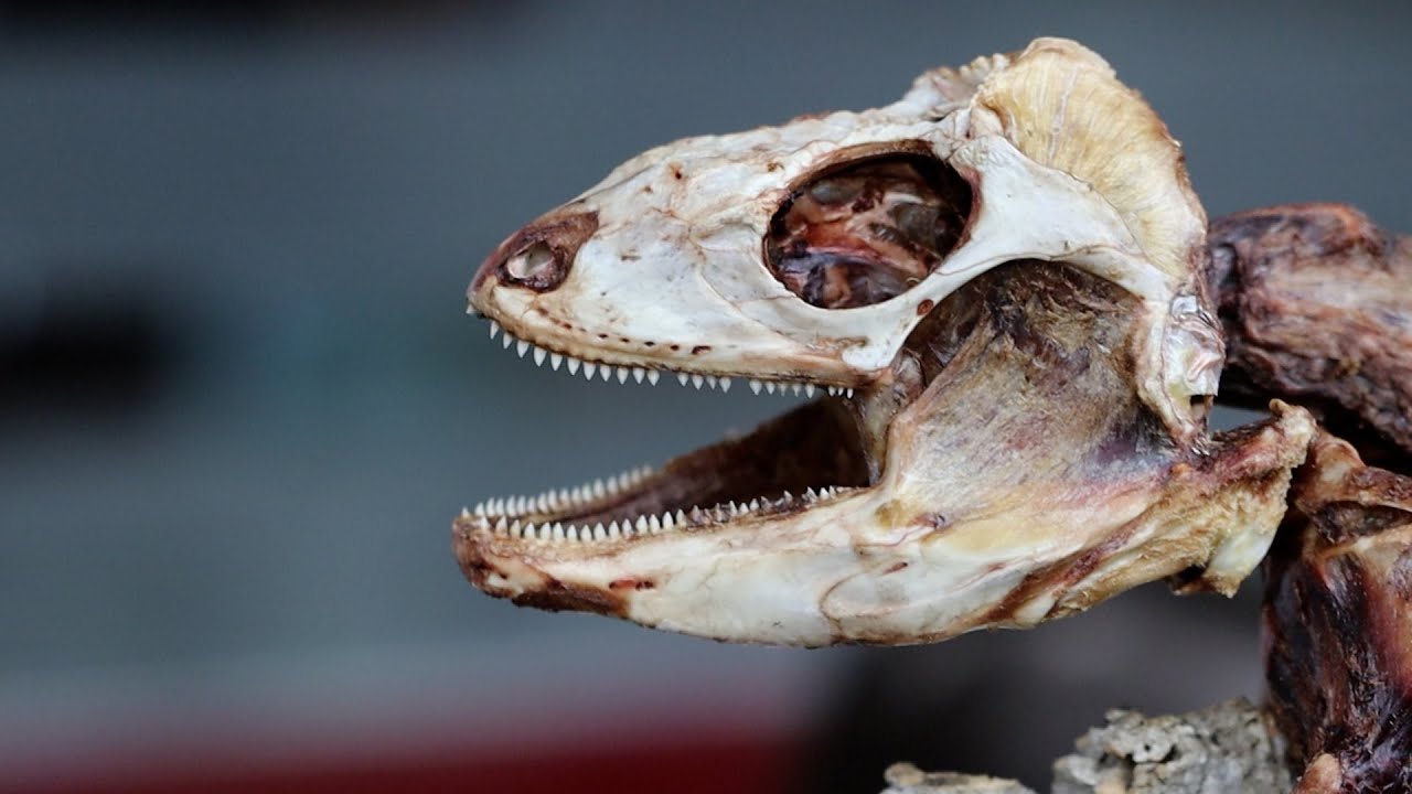 Martwe jest piękne! - ZOOEGZOTYKA, relacja z giełdy