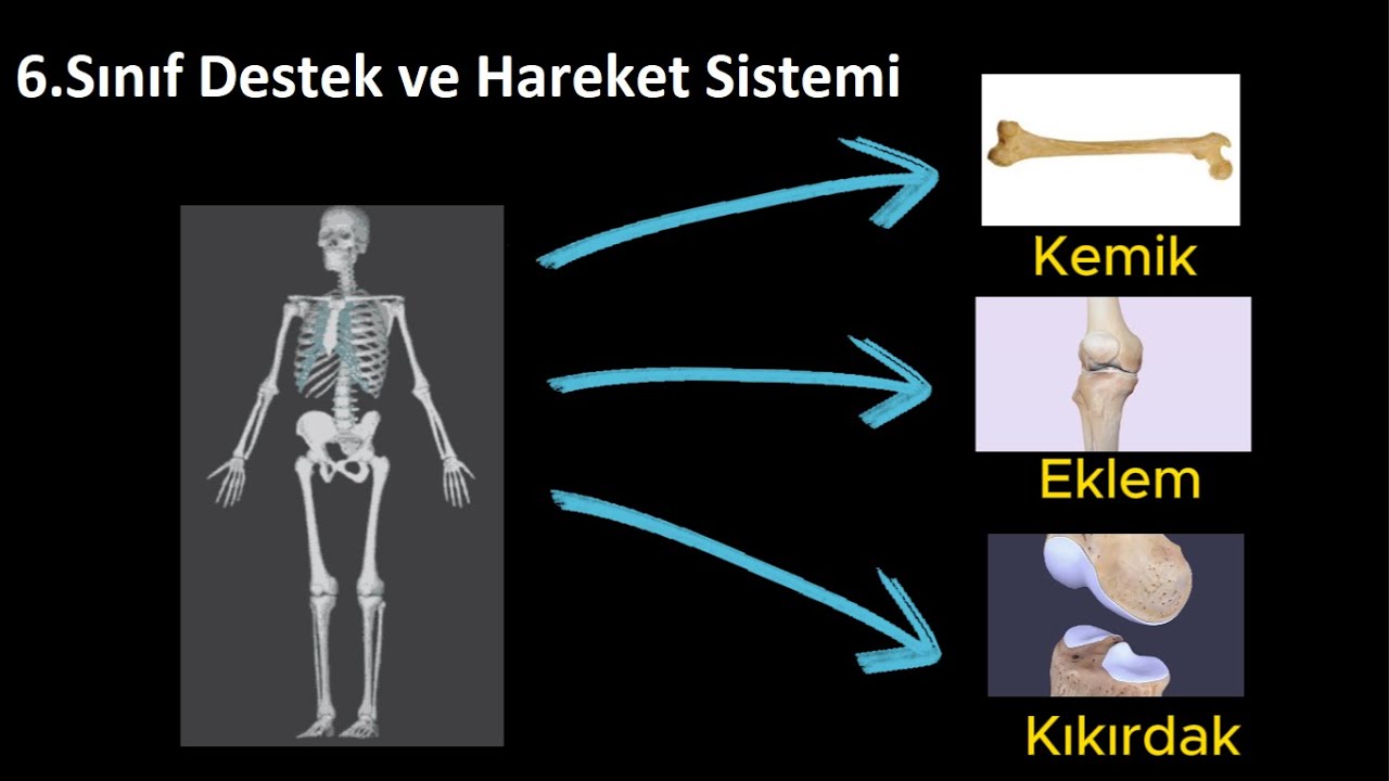 6.Sınıf Destek ve Hareket Sistemi