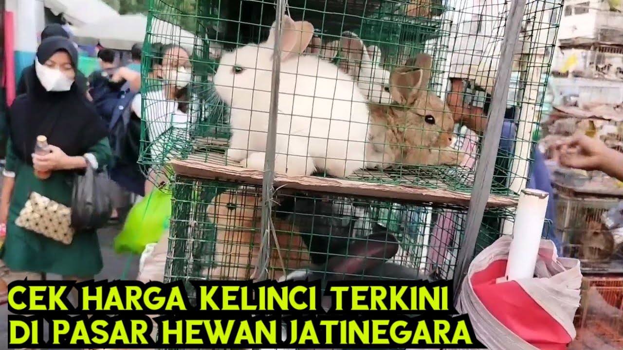 CEK HARGA KELINCI TERKINI DI PASAR HEWAN JATINEGARA