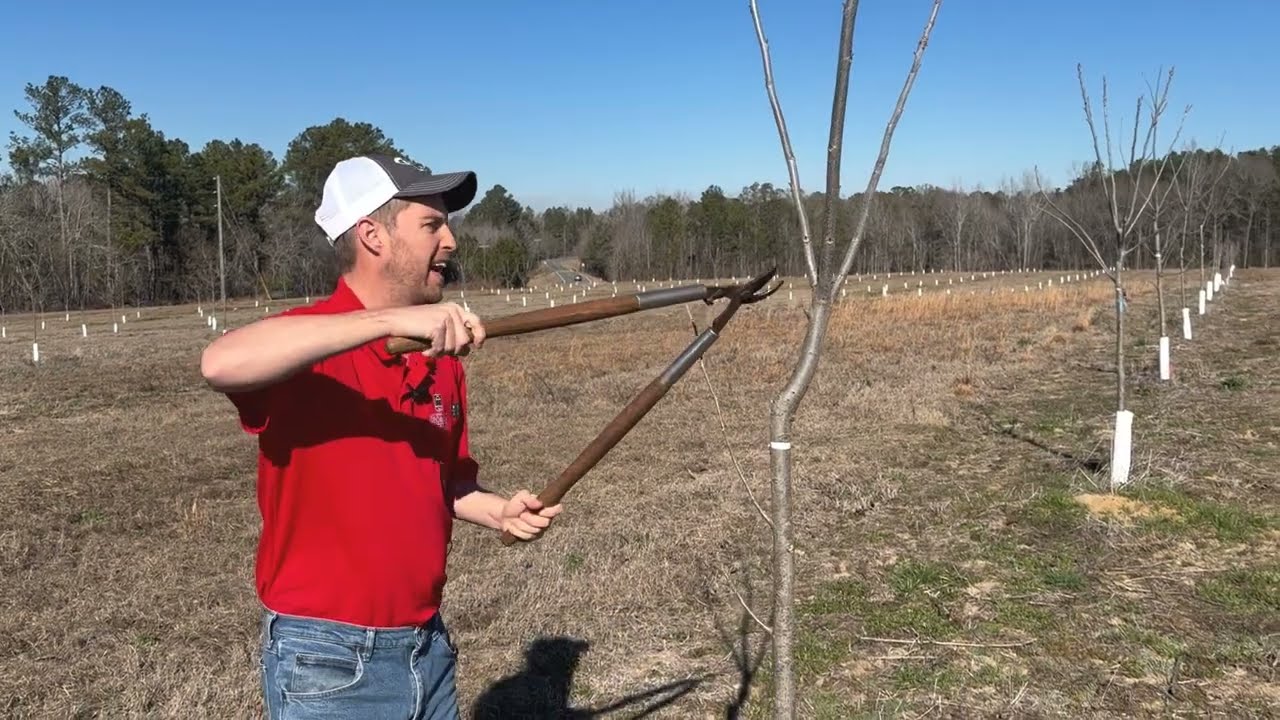 Pecan Pruning 101: Don't Fear the Shears