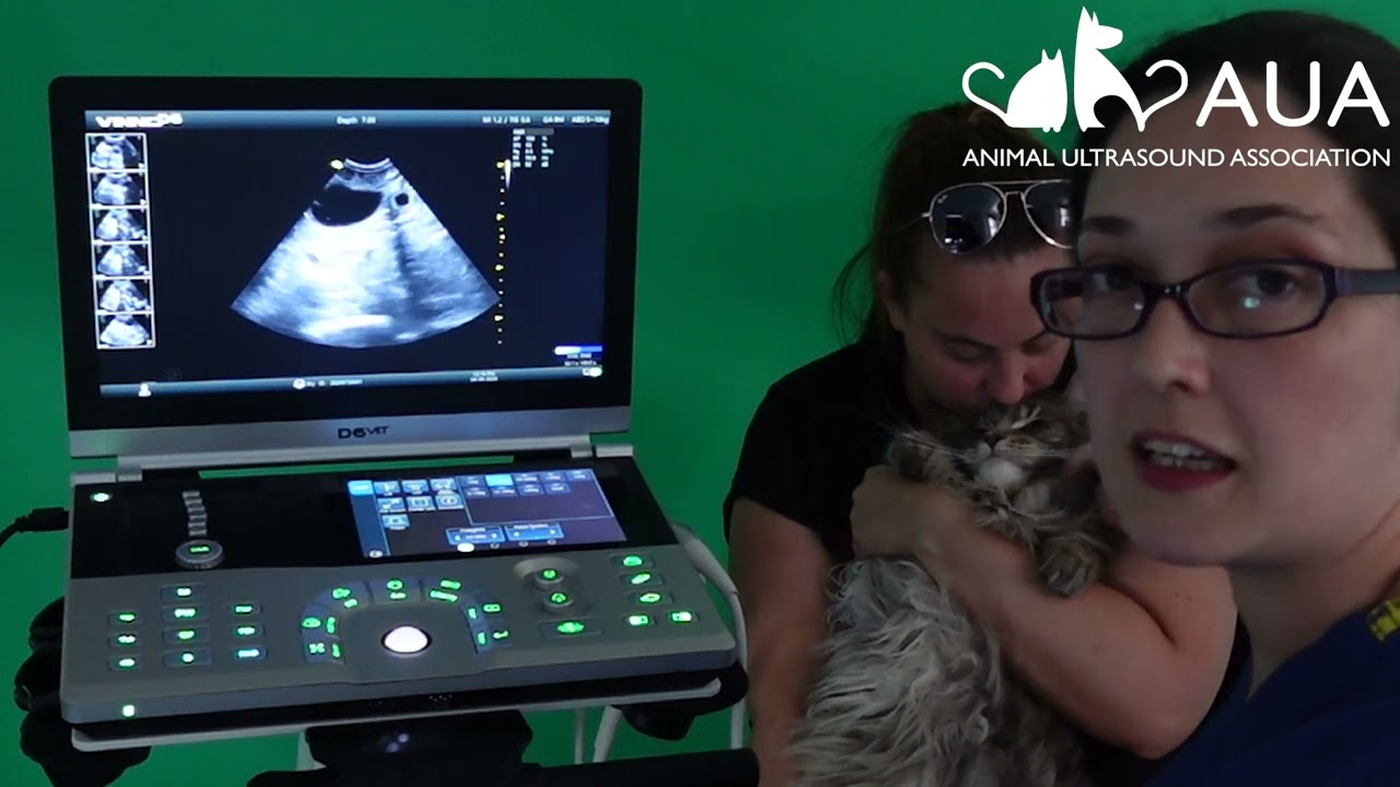 Early signs of pregnancy in a cat (or dog) using ultrasound