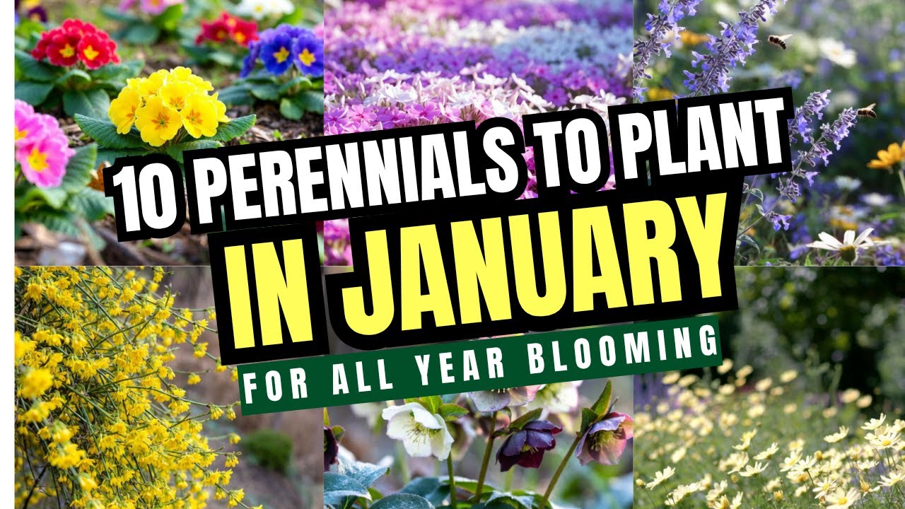 Top 10 Perennials to Plant in January for All Year Blooming🌸| Keep Your Garden colorful all season 😍