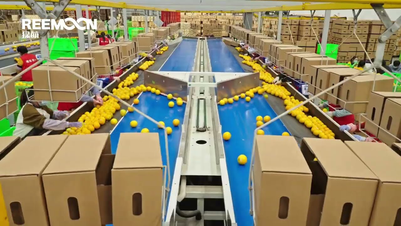 Reemoon Citrus Sorting Solutions
