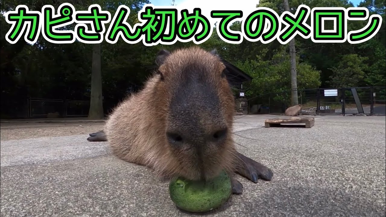 【長崎バイオパーク】カピバラさんに摘果メロンをあげたら案外●●だった。Capybara eating fruit-picked melon