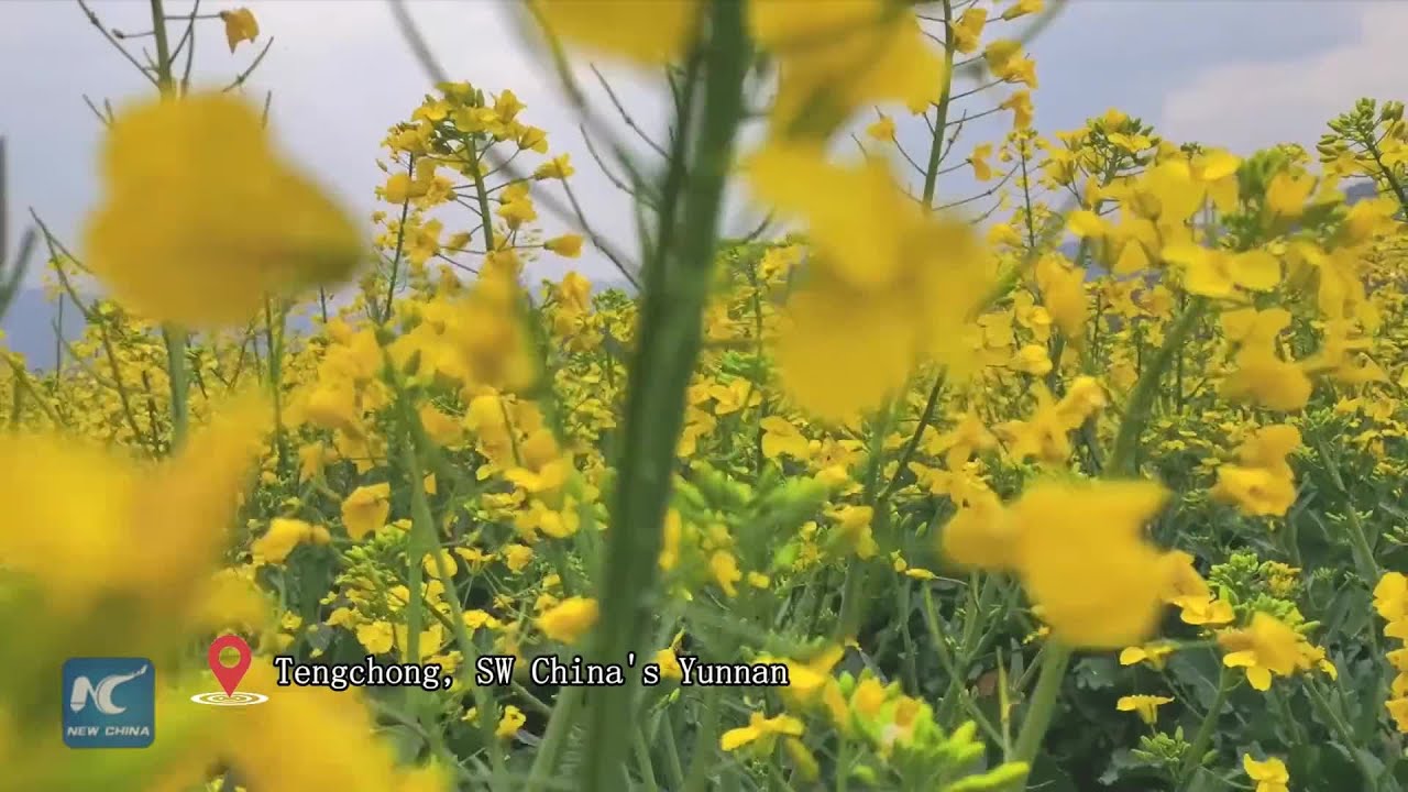 Rapeseed flowers in blossom in China