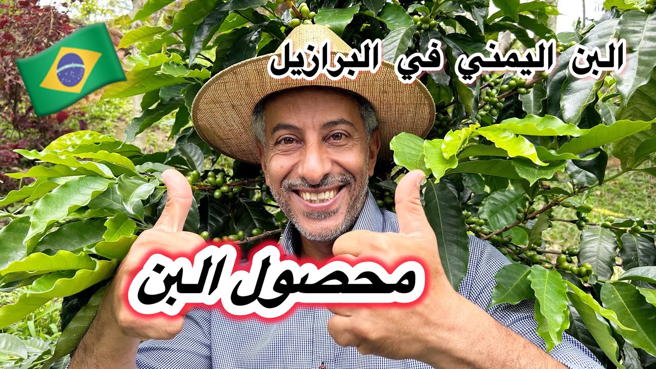 محصول أشجار القهوة لهذه السنة 🤗