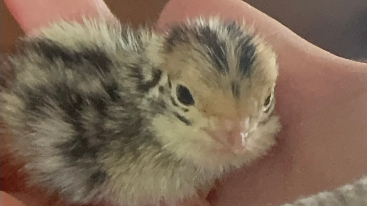 Moving Chickens, What's newish on the homestead. Garden Update