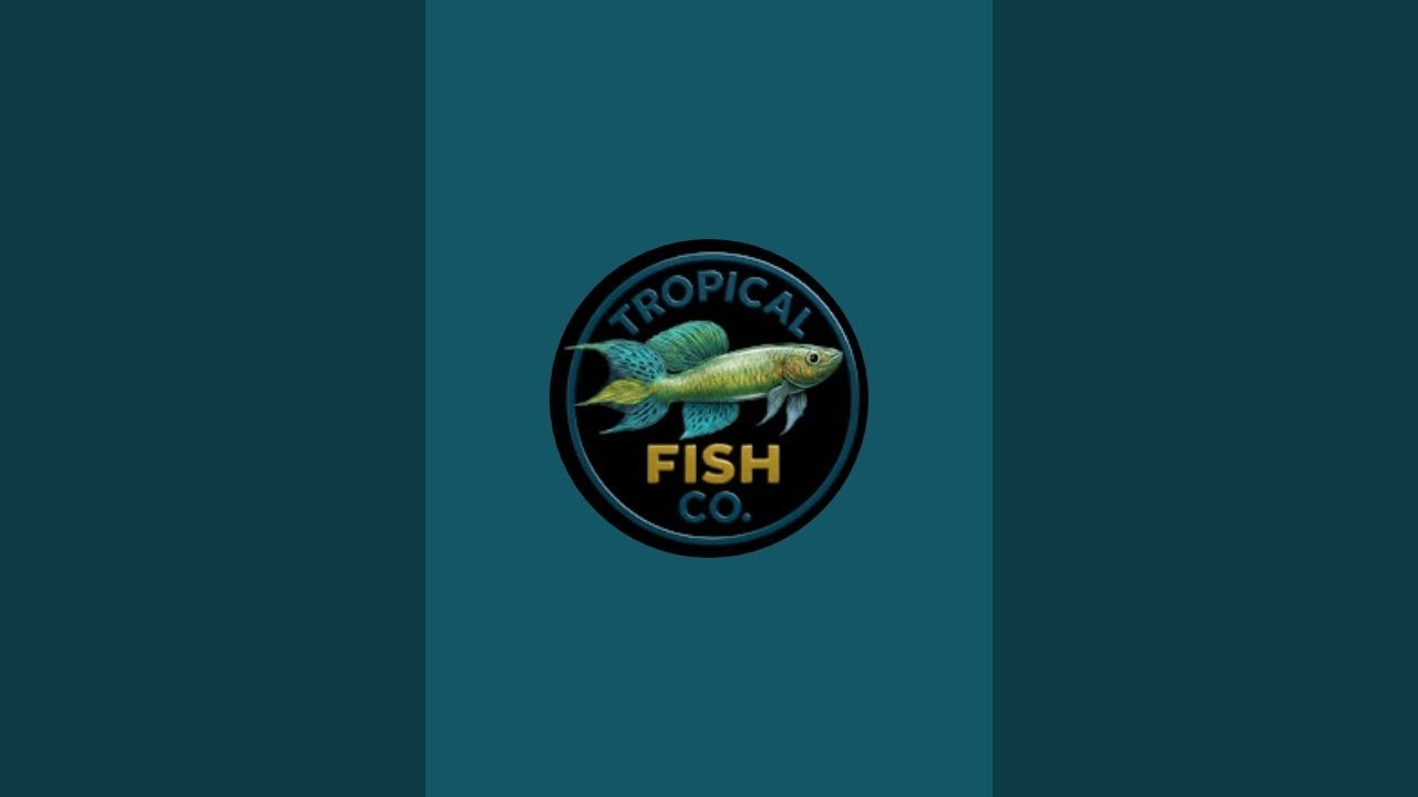 We've got fish! First unboxing at Tropical Fish Co!