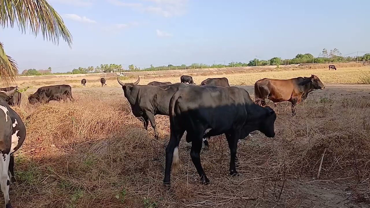 TOUROS GANHARAM PESO MUITO RÁPIDO 🐂🐄