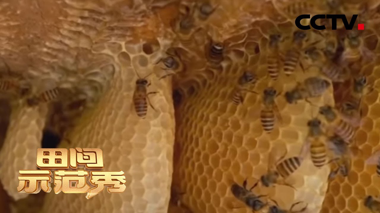 《田间示范秀》蜂群飞逃令人不解 养蜂高手深入现场拨开层层迷雾 20200724 | CCTV农业