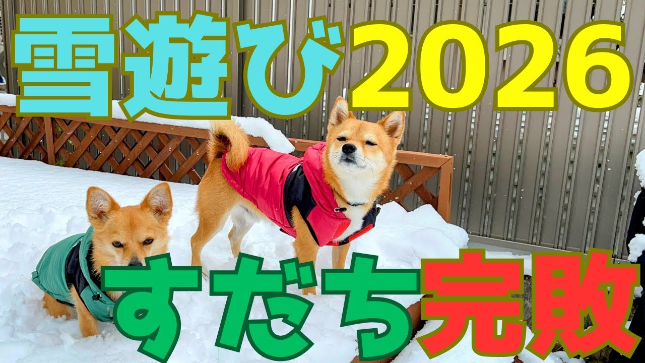 わんこ大はしゃぎの雪遊び！　頑張れすだち！