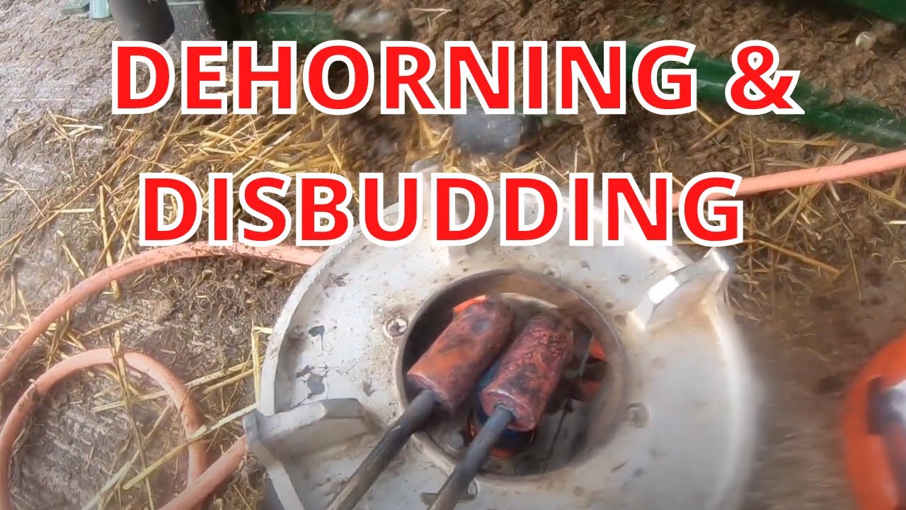 TECHNICAL #11 | DEHORNING & DISBUDDING CATTLE