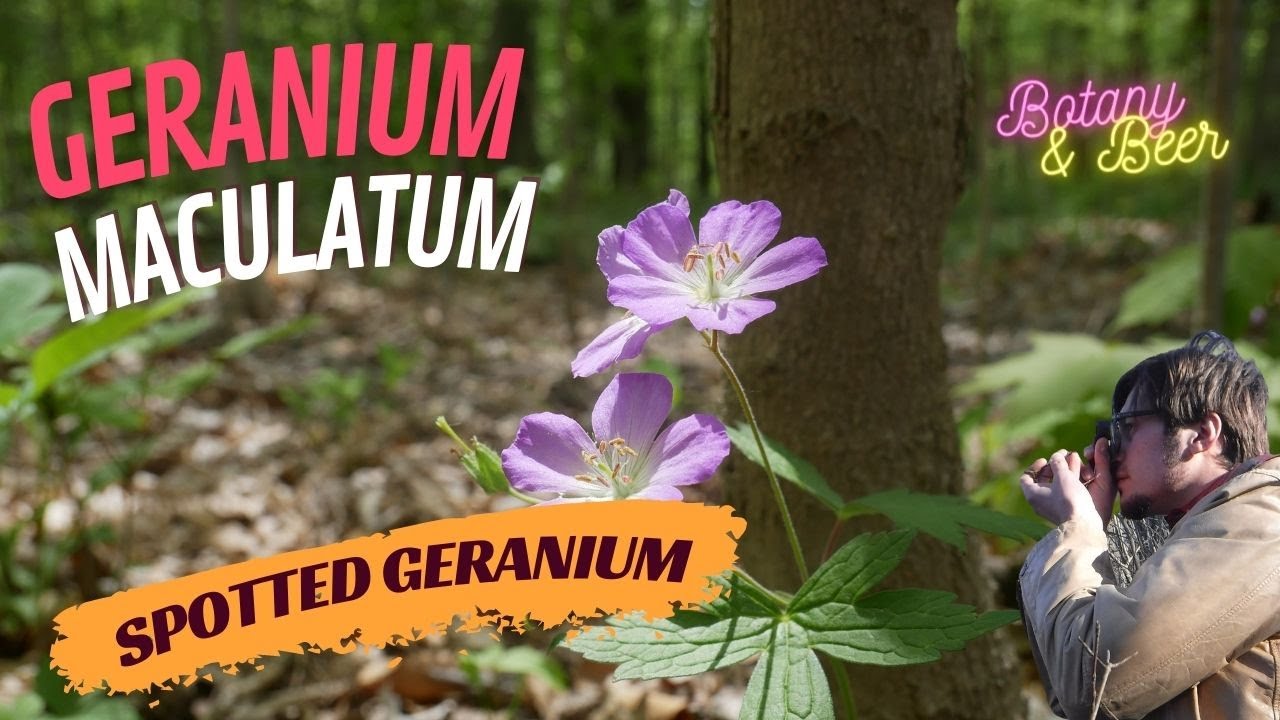Geranium maculatum (spotted crane's bill)