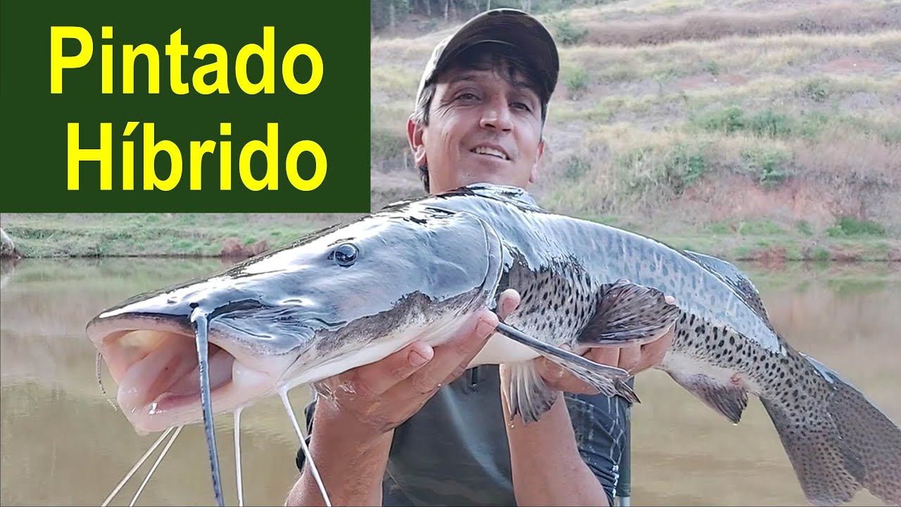 Este Peixe me surpreendeu mesmo!!! Pintado Híbrido.