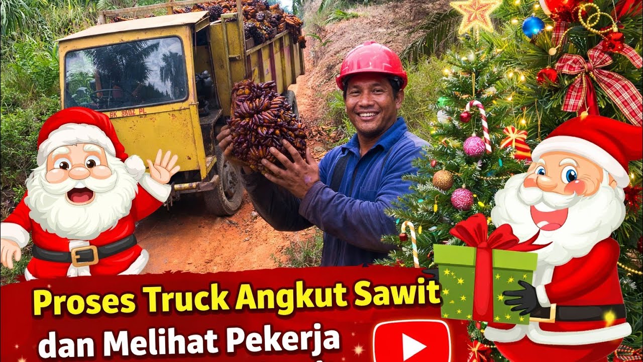 Proses truck angkut sawit dan melihat pekerja selesai panen sawit