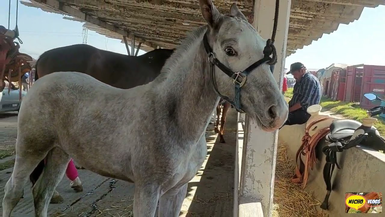 HOY EN EL RANCHO LAS TABLAS LLEGARON INCREIBLES CABALLOS A IMPRESIONANTES PRESIOS,BONITOS ANIMALAZOS