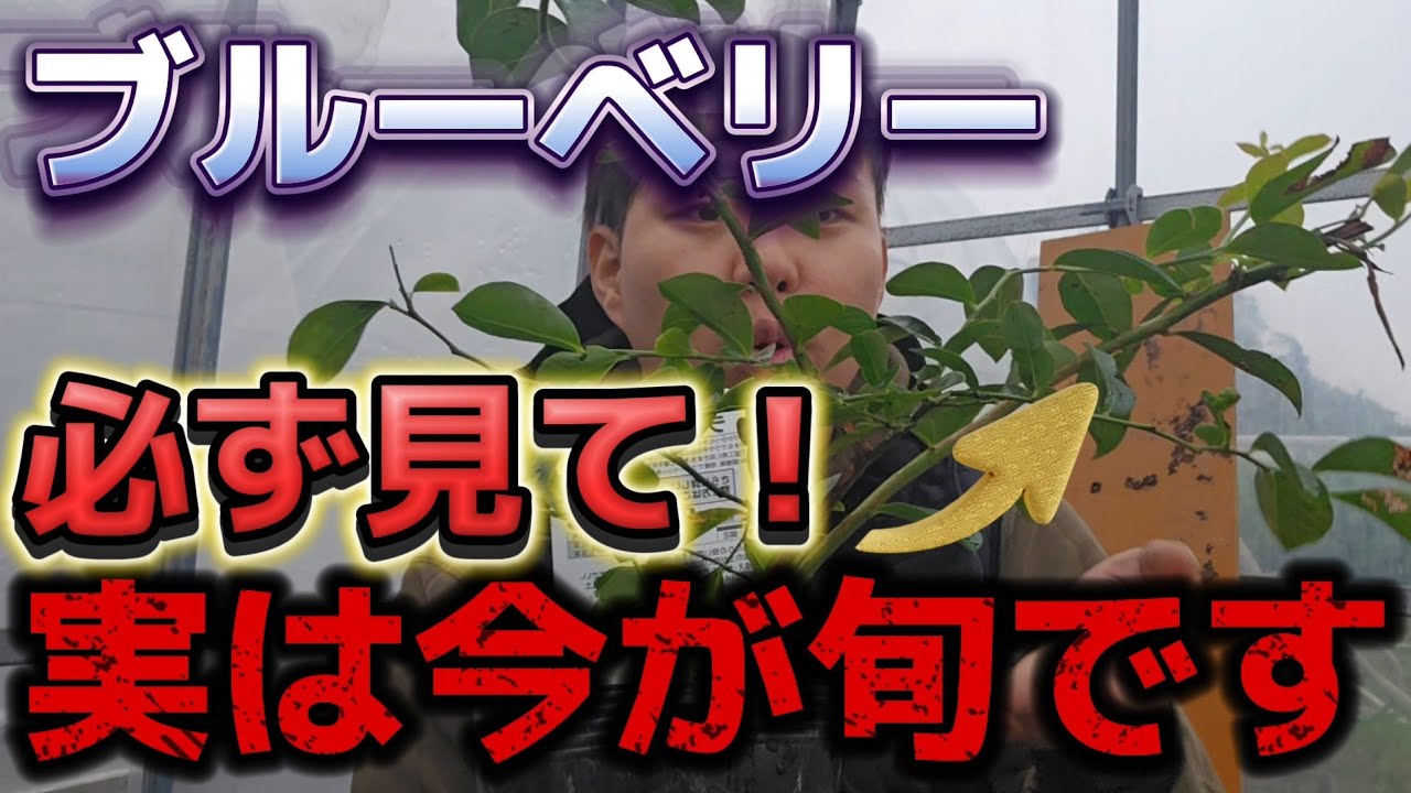 【ブルーベリー】知らずに育てると後悔します。上手く育てるには〇〇が、大切です。