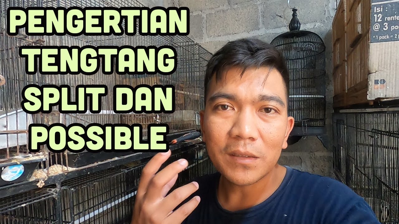 SILSILAH LOVEBIRD SPLIT DAN POSSIBLE