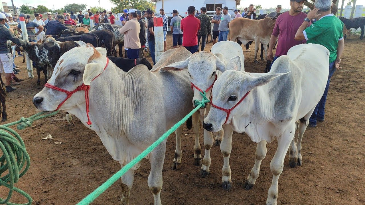 Feira de Gado no Posto Alto da Serra 08/03/26