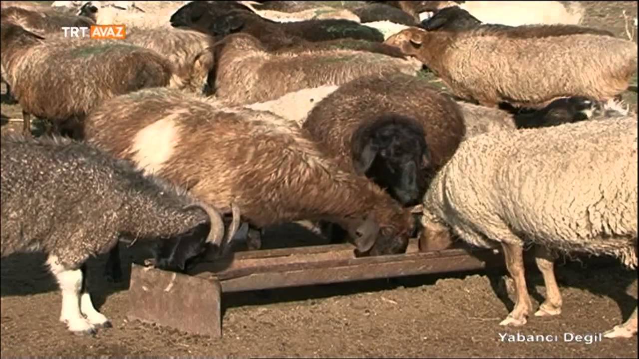 Kazakistan'da Atların Önemi - Yabancı Değil - TRT Avaz