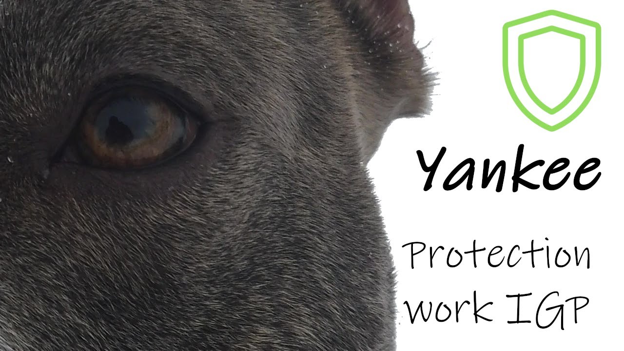 Super American Staffordshire Terrier - IGP Protection training - #amstaffyankee