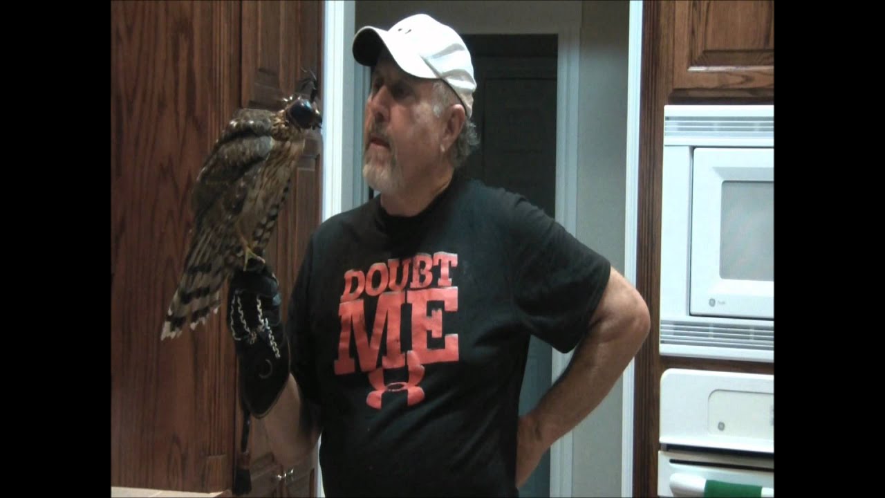 Hood-training a Newly-Trapped Passage Cooper's Hawk