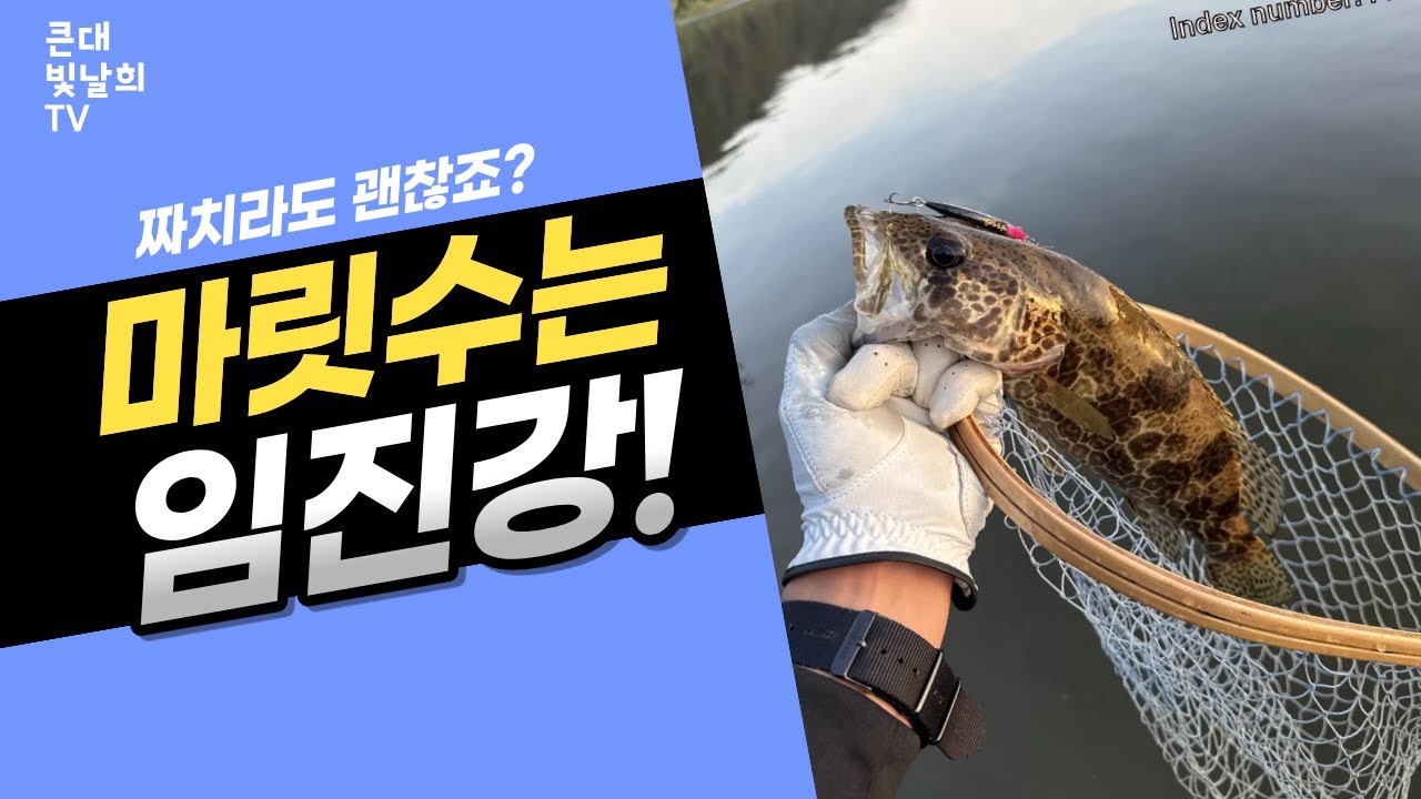 임진강 쏘가리낚시 마릿수는 역시 임진강!