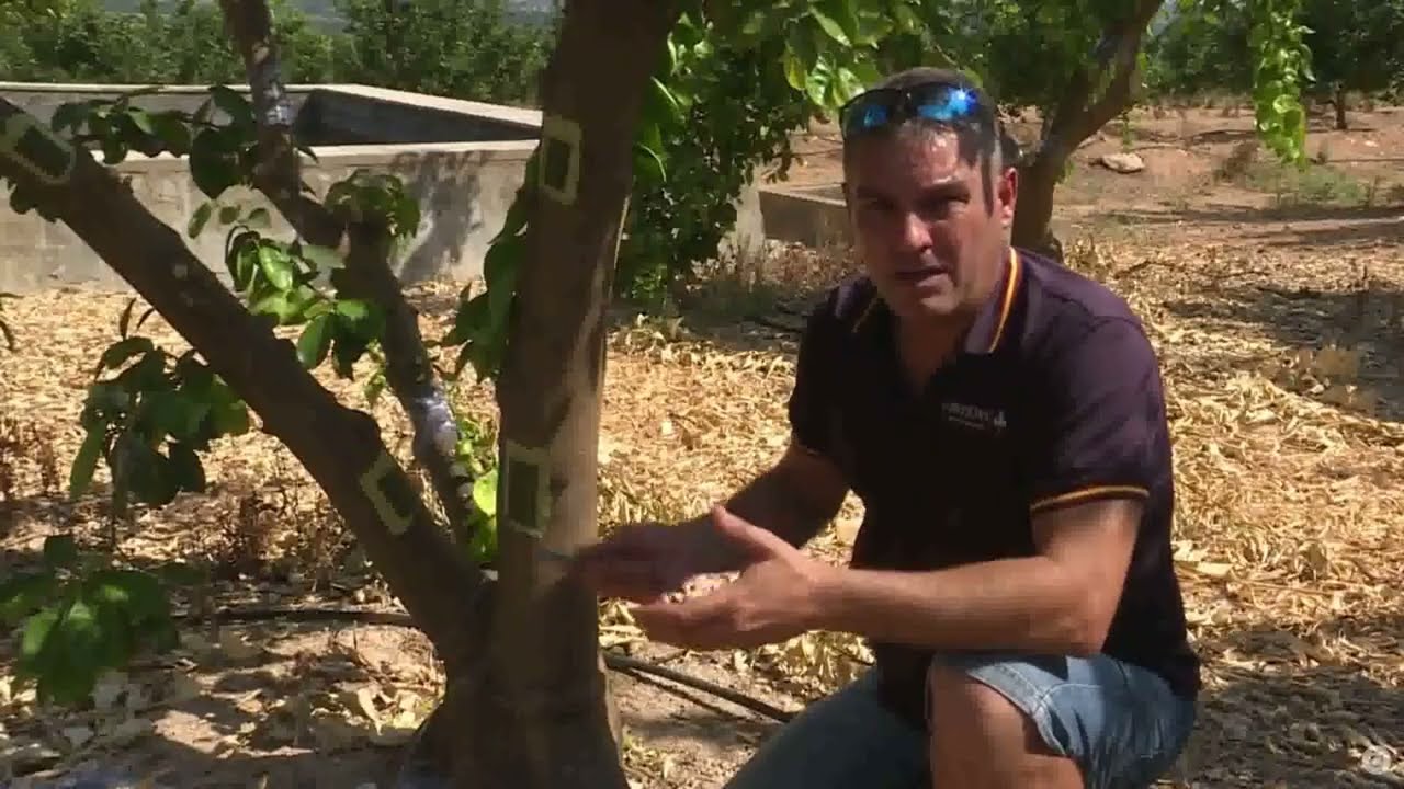 El delegat de Guadassuar explica una nova tècnica per empeltar arbres madurs amb bons resultats