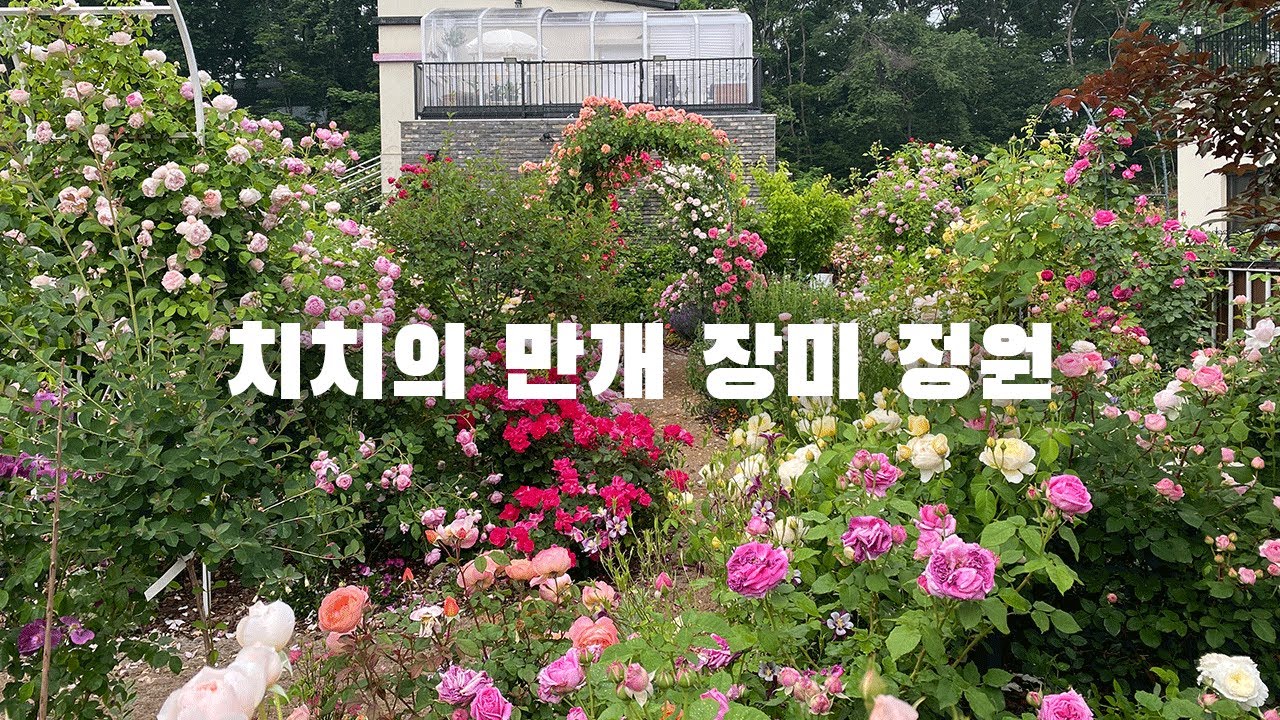 치치의 만개 장미 정원을 소개합니다. 장미 백과사전을 영상으로 시청해보세요!