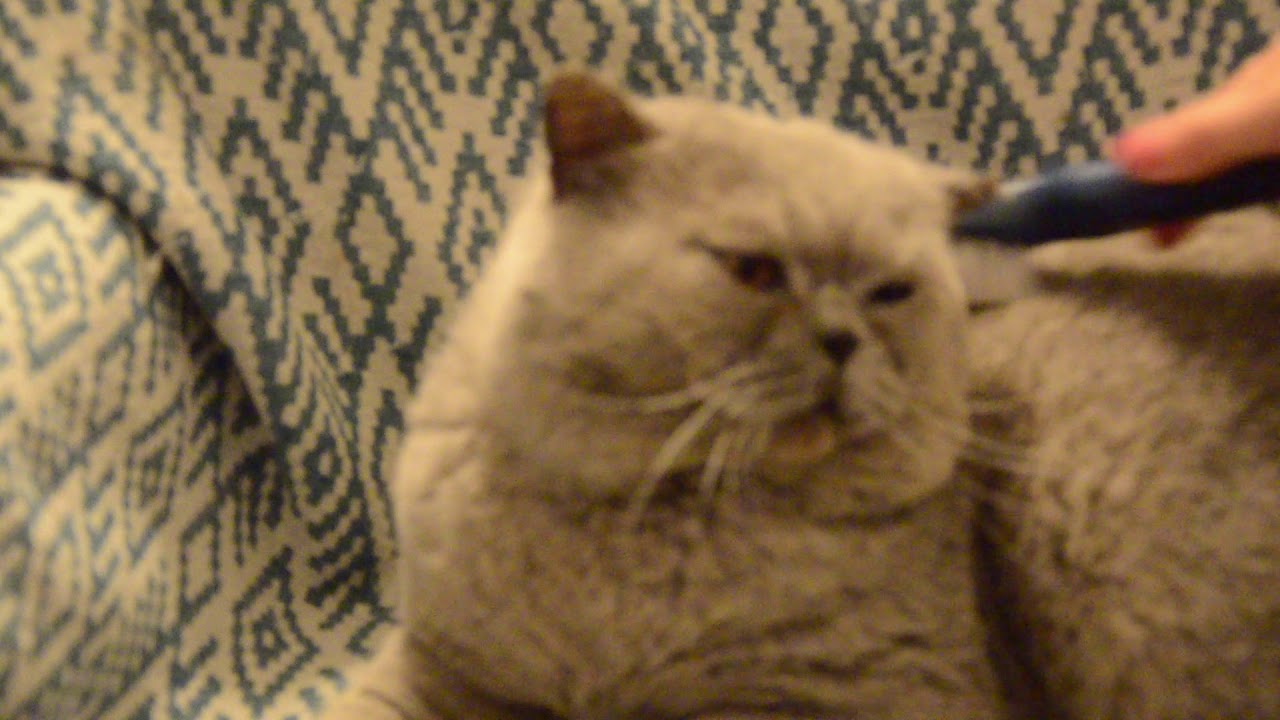 Weekly brush for our British Shorthair tomcat