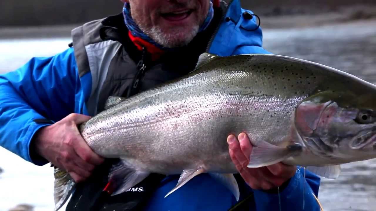 The Mighty Skeena - Spring Steelhead at its Best