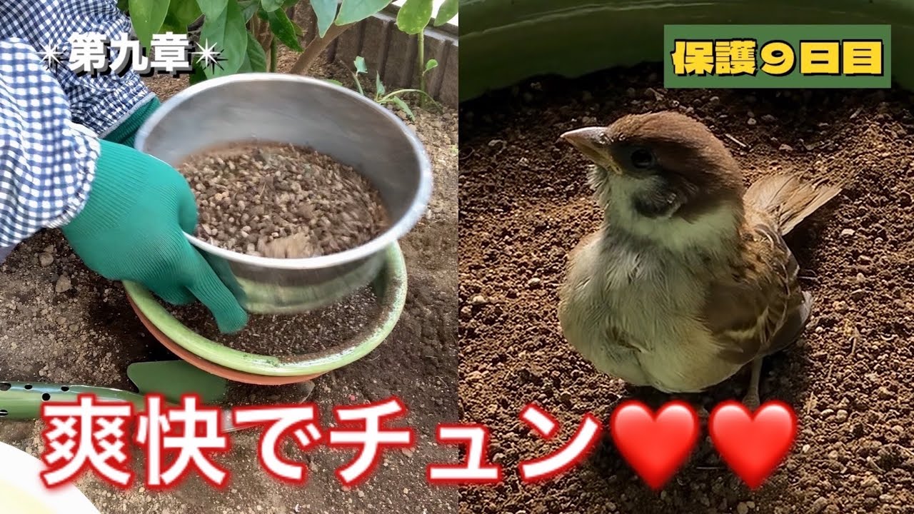 保護雀【10】初めての砂浴び（2025年7月31日）