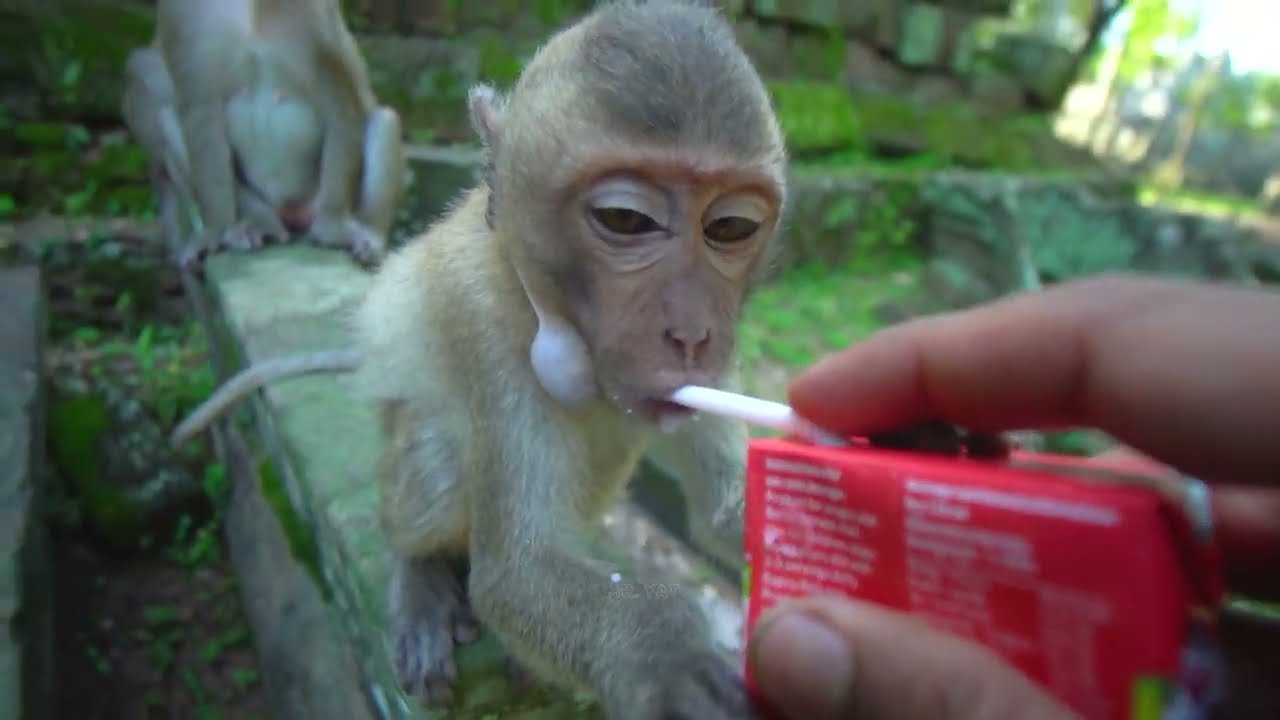 This morning I'm going to help with fruit and milk for Luna Sokha & the other monkey💕🐒