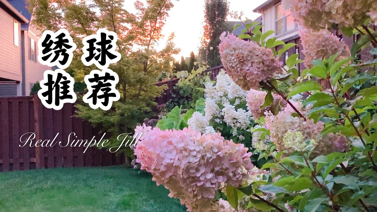 【花卉推荐5】绣球品种详解 | 无尽夏 安娜贝拉 | 绣球花品种大全 | 蕾丝绣球 圆锥绣球 大花绣球 大叶绣球 乔木绣球 栎叶绣球 高山绣球 | 如何让绣球变色 | Real Simple Jill
