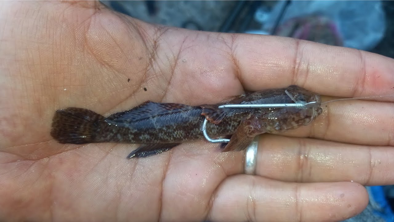 رحلة صيد ممتعة وتجربة الصيد بالطعم الحي(حصيلة لابأس بها)