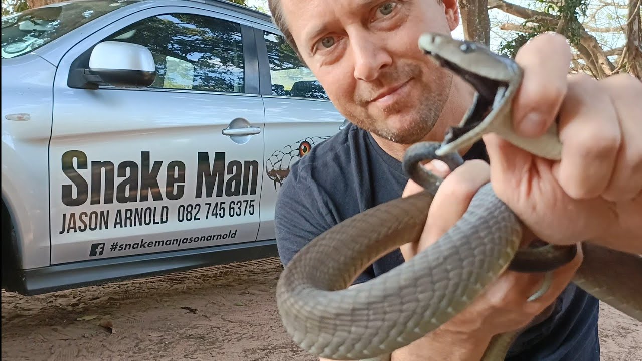 BLACK MAMBA lived in a shops roof!!!