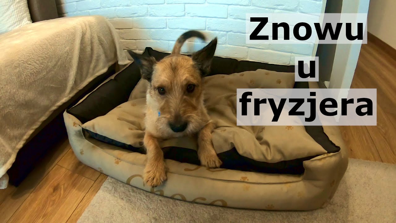 Nasz adoptowany pies po drugim trymowaniu. Jak wygląda? | Adopcja psa #13
