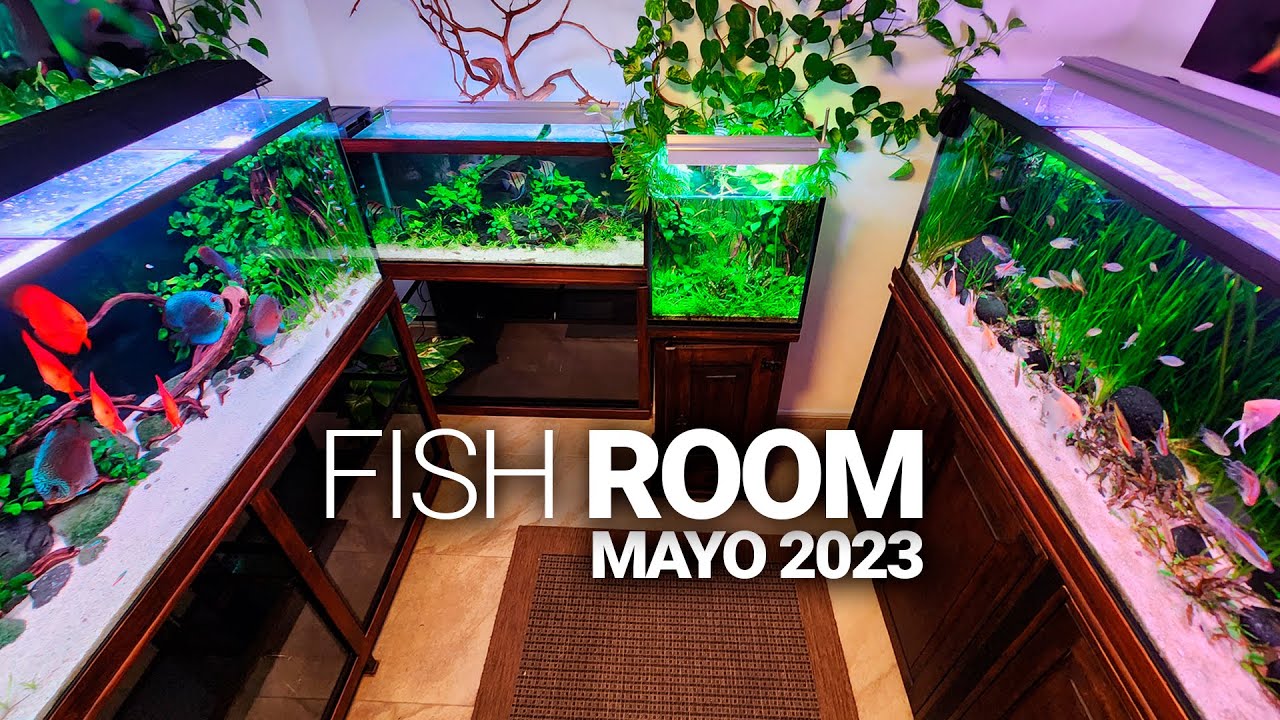 MÁS PECERAS para el FISH ROOM 😬 | Actualización mensual de Mayo