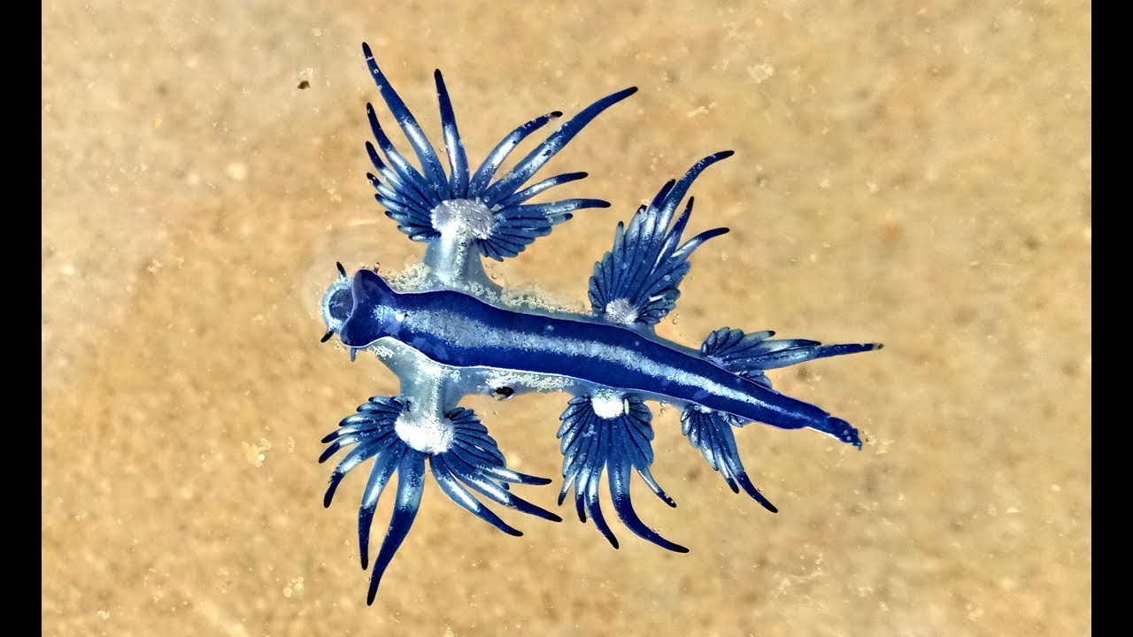 Blue Sea slug: Glaucus Atlanticus, Australia (unedited)