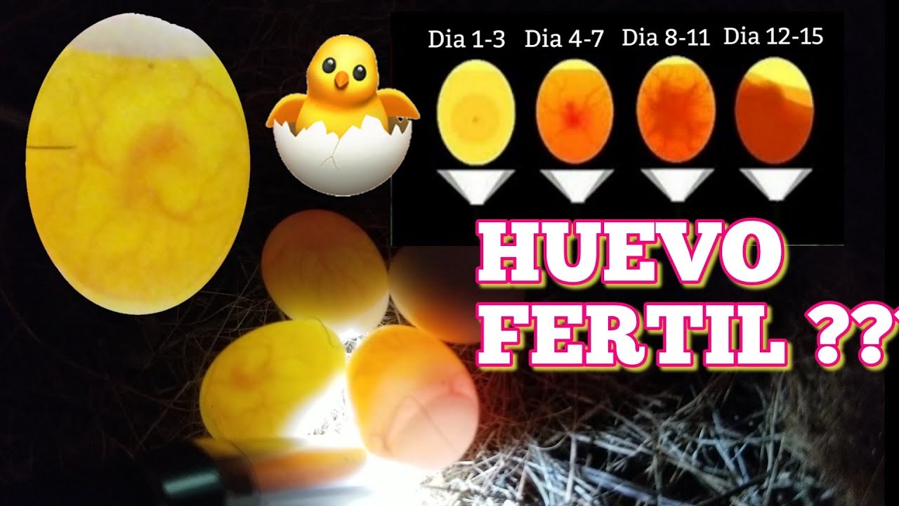 Como saber si un huevo es fertil ???