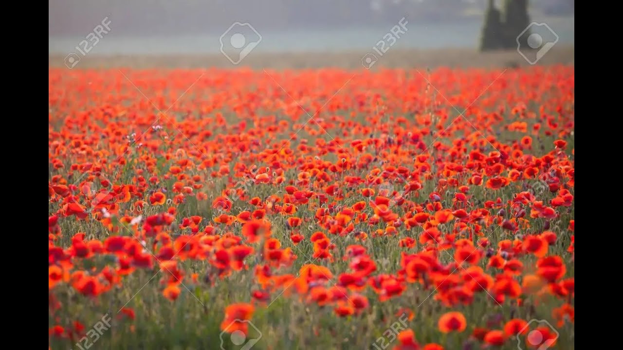 dipingiamo un campo di papaveri in modo facilissimo, in un attimo