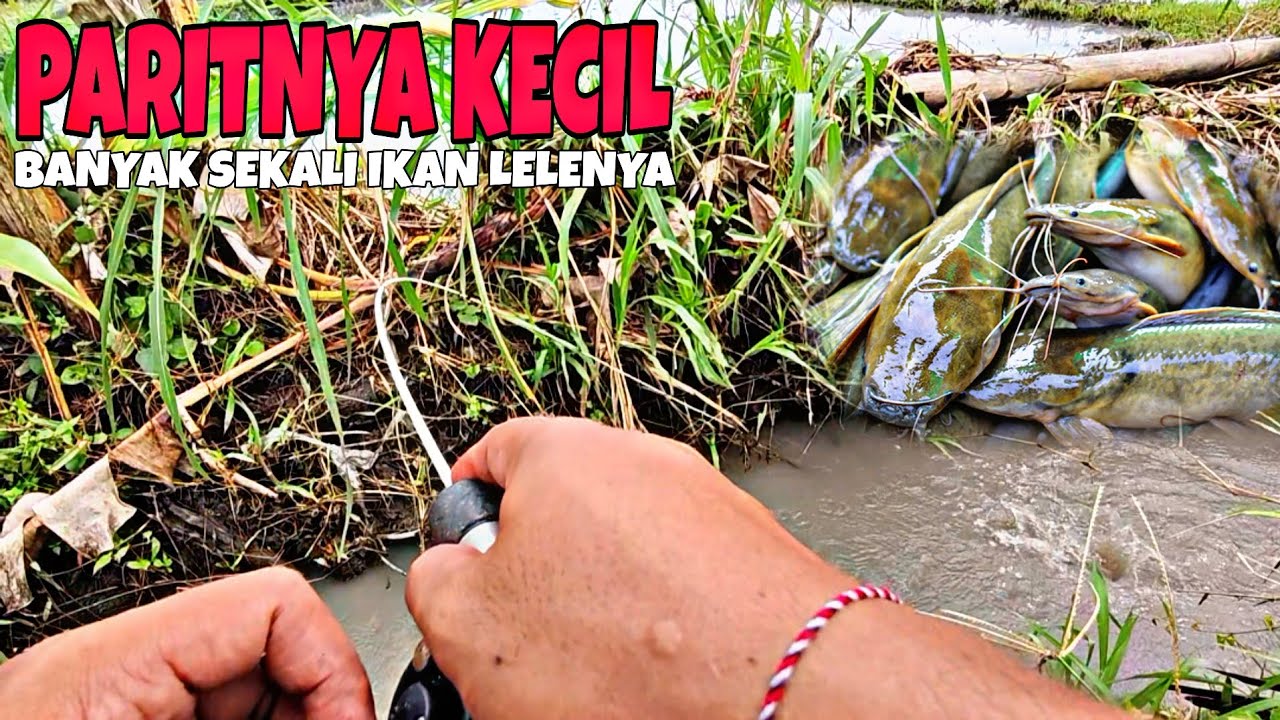 MICRO FISHING || ASLI MANTAP!!! PARIT KECIL BANYAK SEKALI IKAN LELENYA... 
