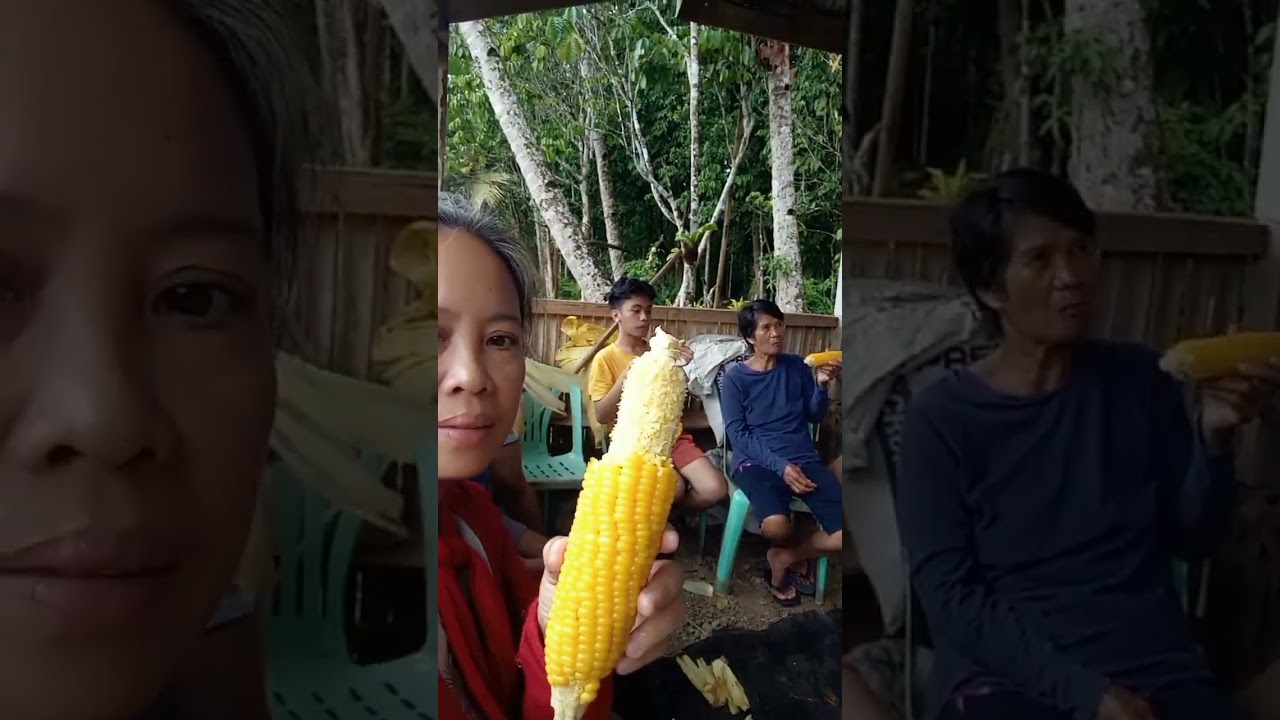 Boiled sweet corn