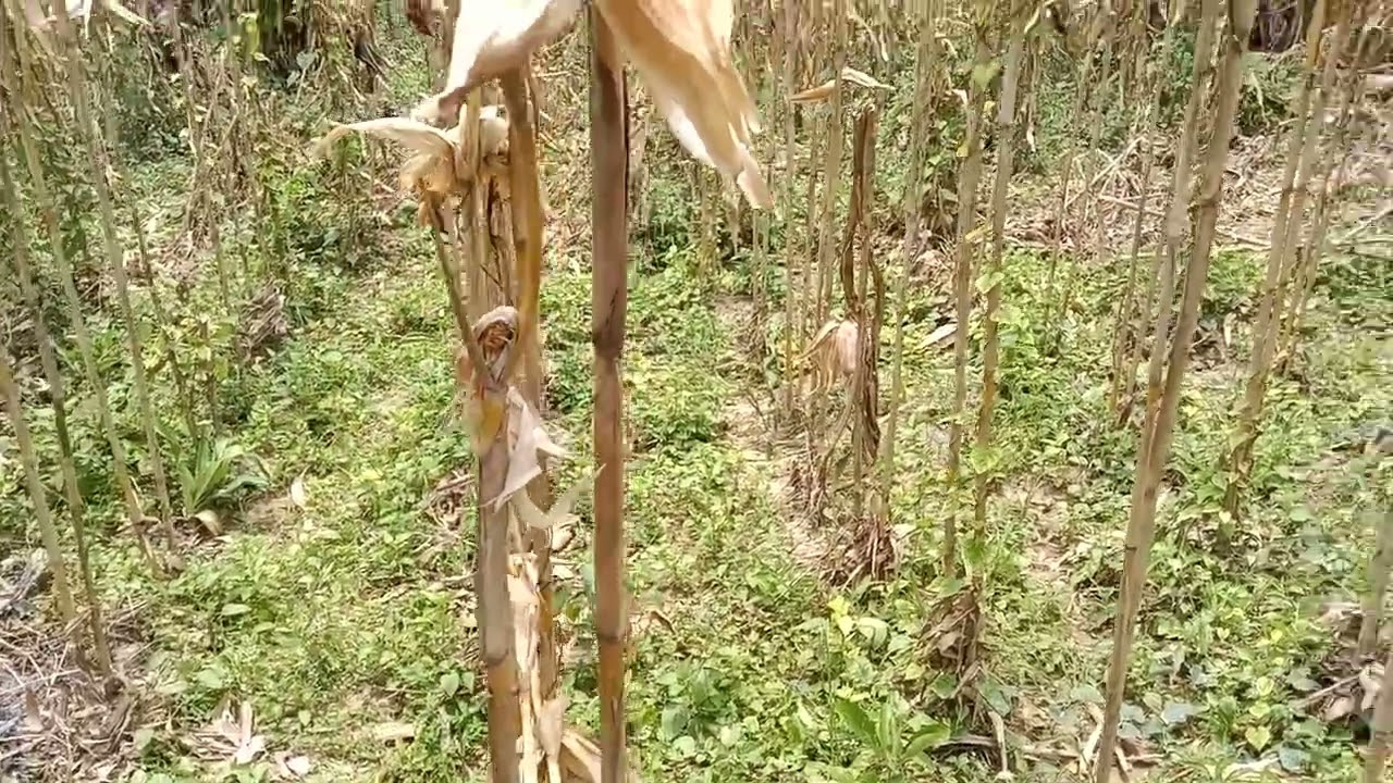 Panen jagung NK Andalan