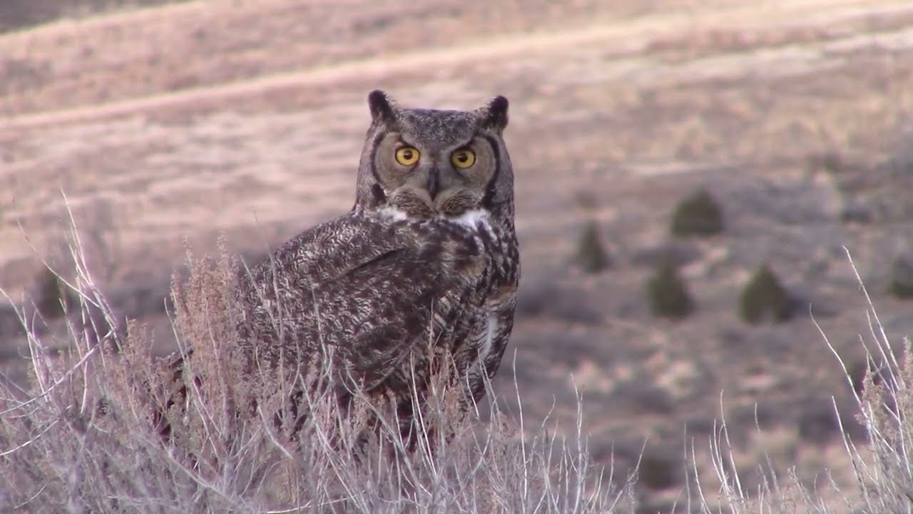 Great horned owl