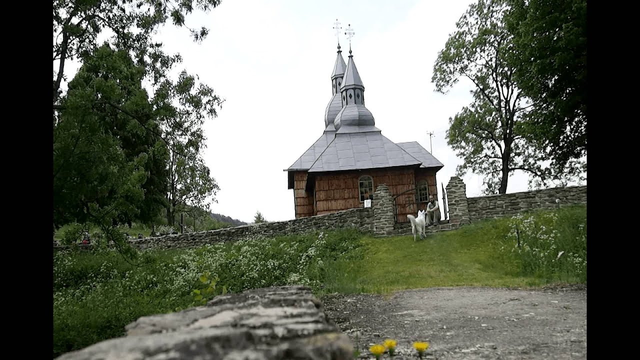 Olchowiec w blasku słońca