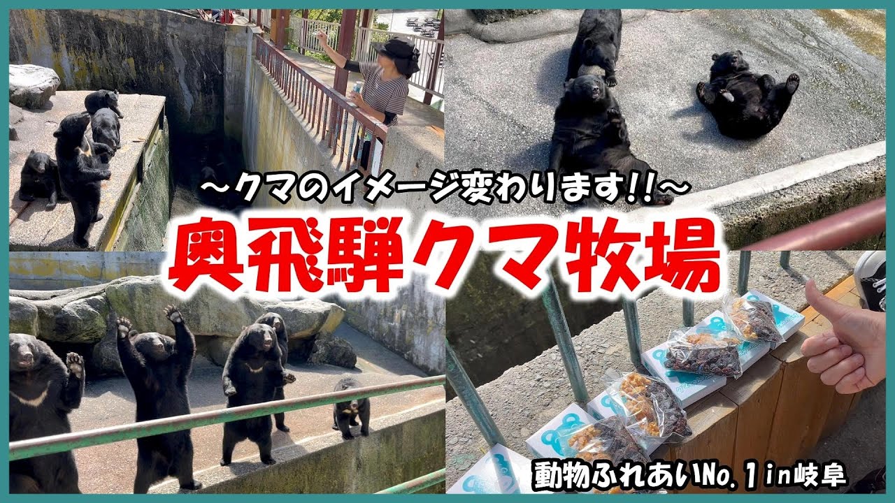 【奥飛騨クマ牧場】動物ふれあいNo 1in岐阜～おねだりポーズが超かわいい‼～