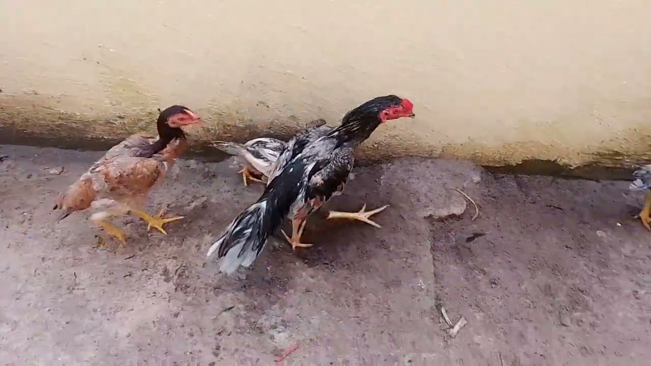 HOJE OS IRMÃOS SE ESTRANHARAM. TIVER QUE AGIR RÁPIDO. @criatorionascimento8565
