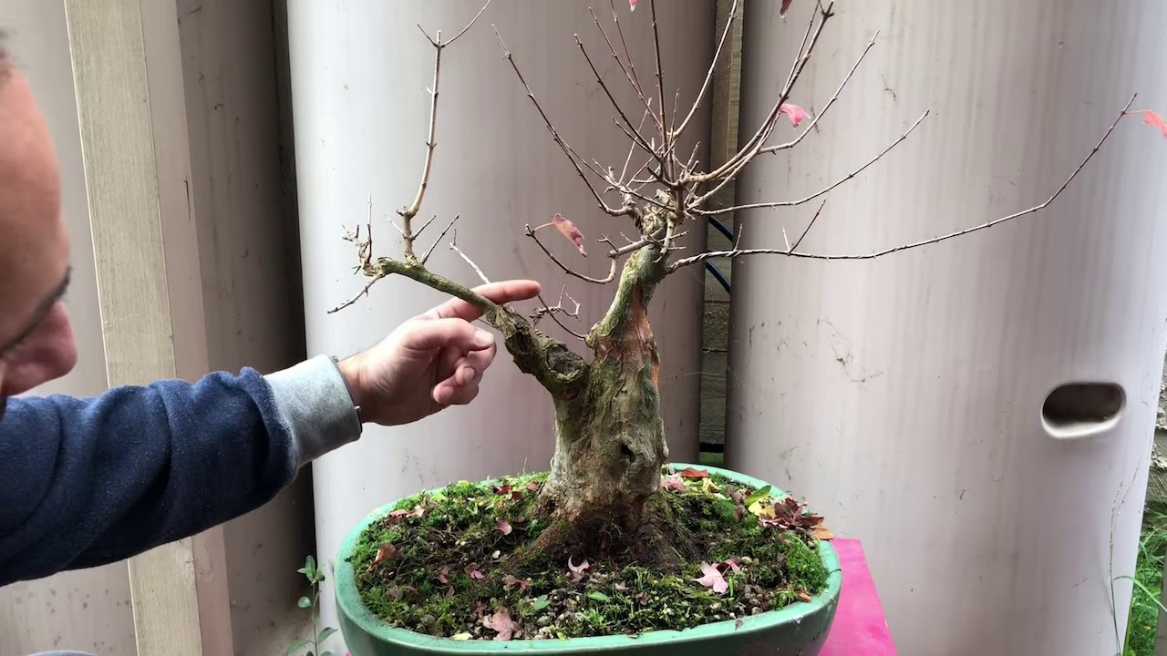 How to grow bonsai Trident maple - how to develop branches and shorter inter nodes
