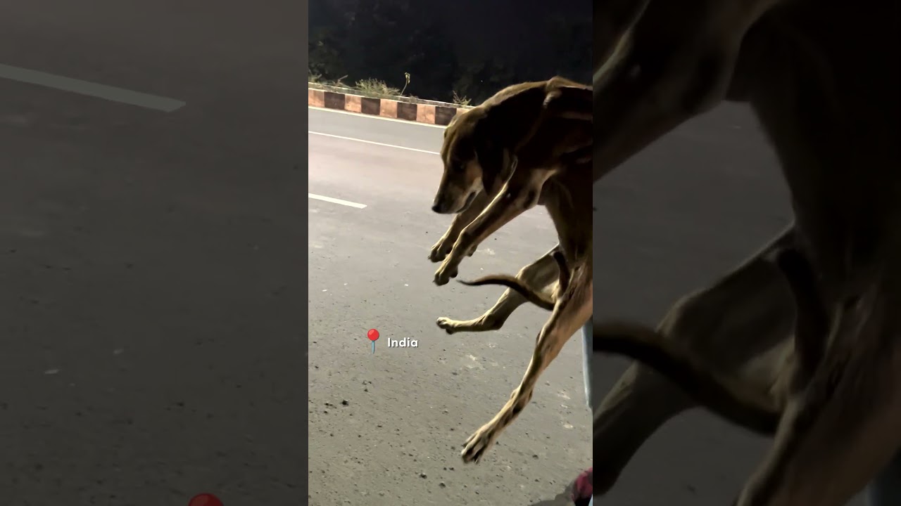 Dog Almost Run Over Is A Total Miracle | The Dodo